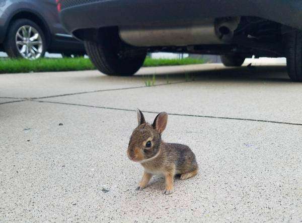 So cute hare