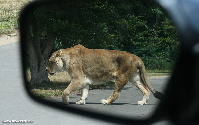 Lion in the side view mirror Lion in the side view mirror