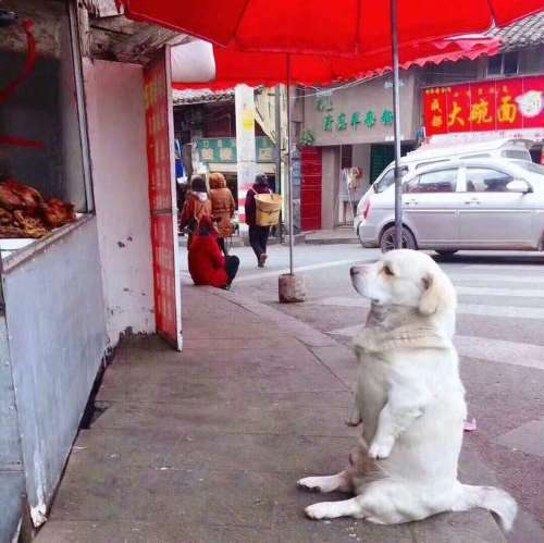 The dog is waiting for something