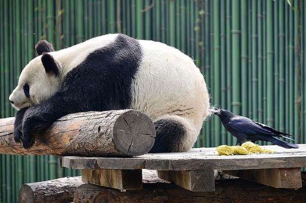 I love pandas, they are so cute