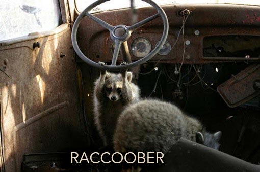 Raccoober