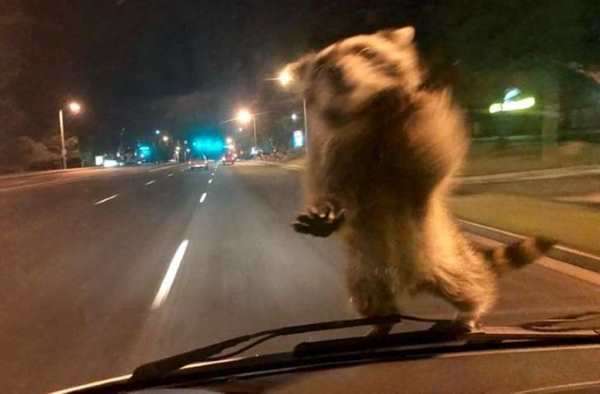 Raccoon jumps on Colorado police car to take a ride 