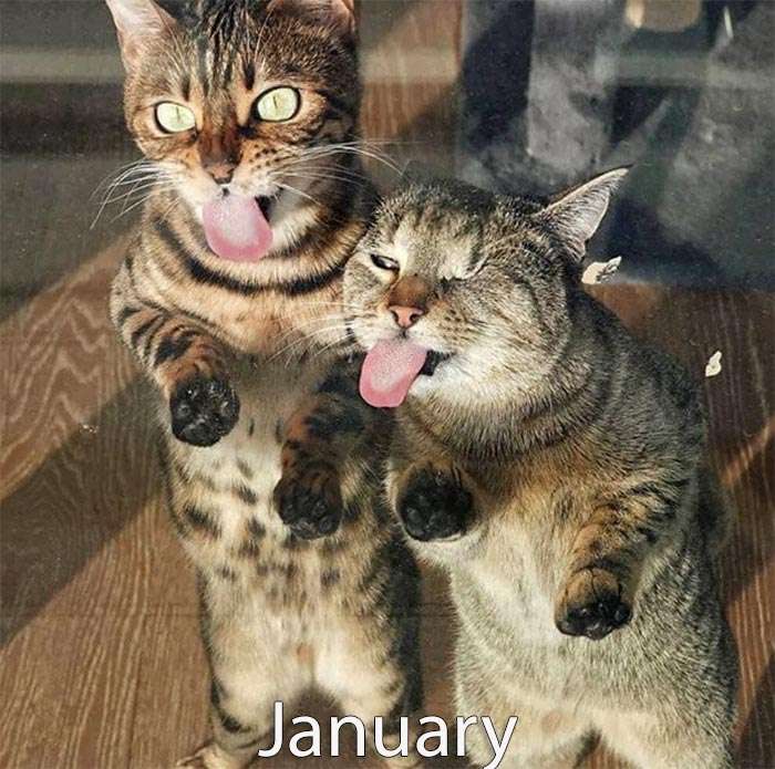 Cat's calendar - January