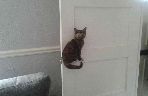 Cat on the door