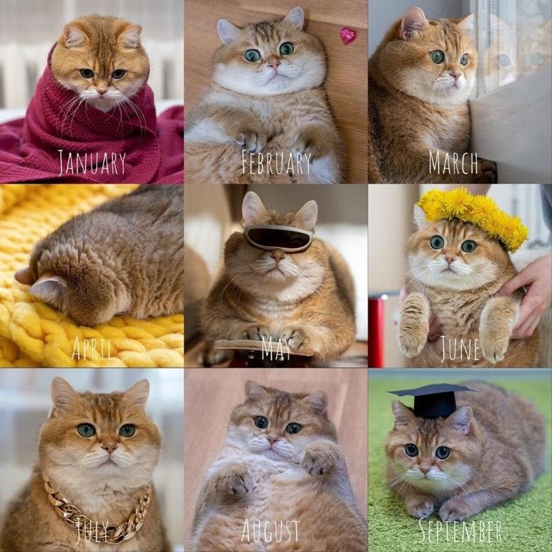 Cat Calendar