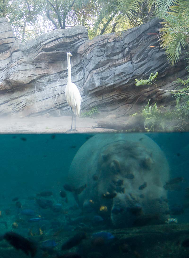 Heron and Hippopotamus 