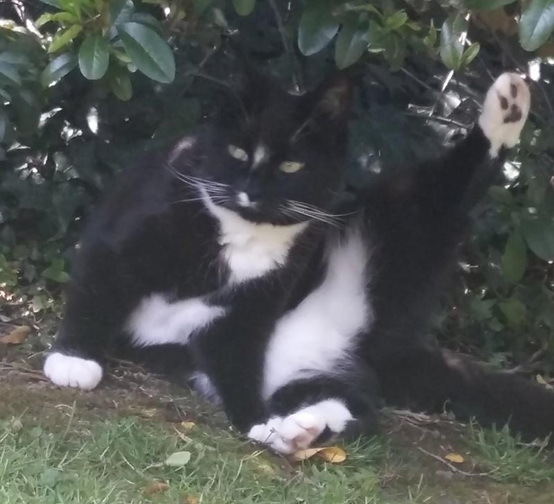 Funny Cat does Gymnastics