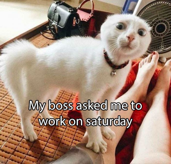 My boss asked me to work on Saturday