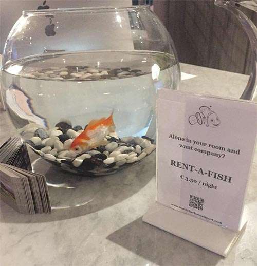 Rent a fish