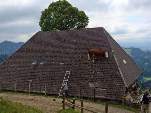 A cow scared got scared by cat