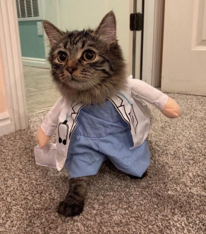 Doctor cat