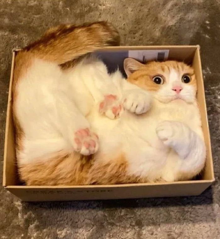 Boxing cat