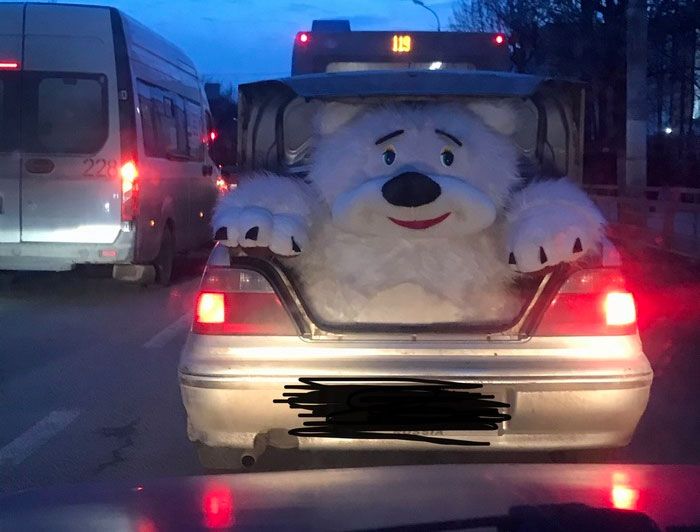 Polar bear