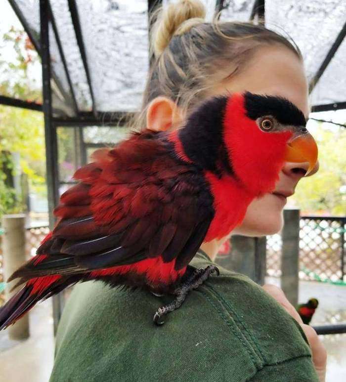 A parrot or a girl?