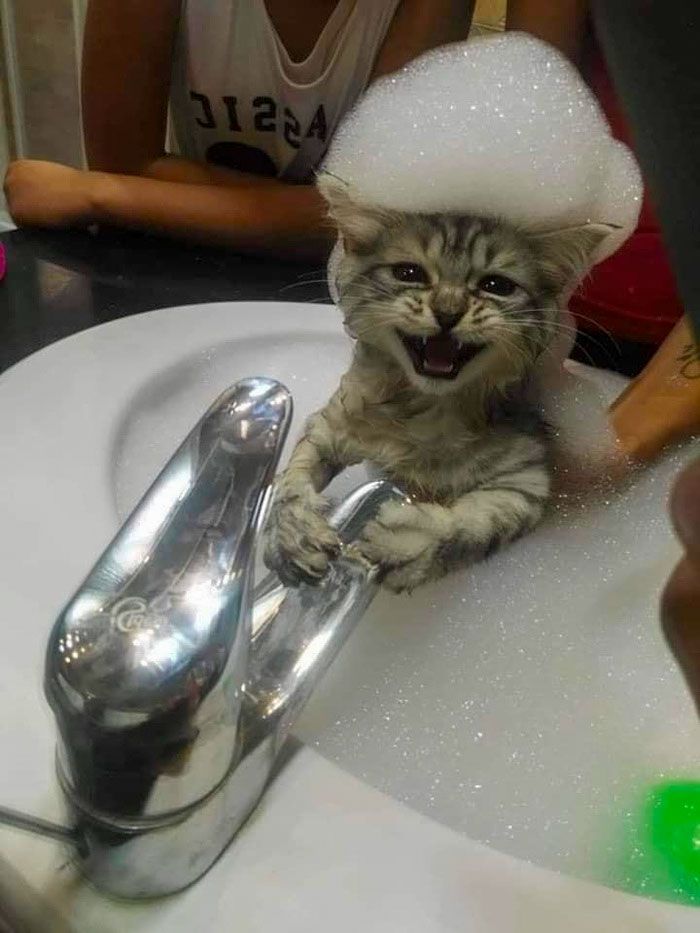 How to bathe a cat?