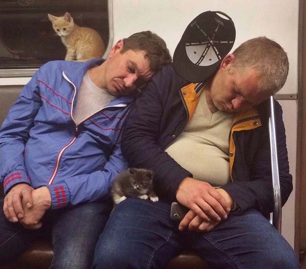 Two cats and their pets