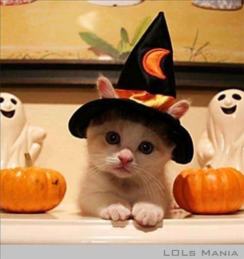 Halloween Kitten cannot be scary 
