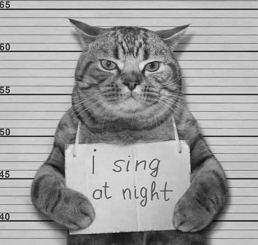 I sing at night. 