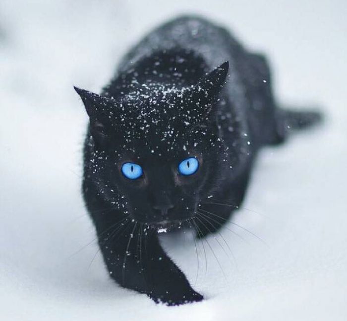 Blue eye cat