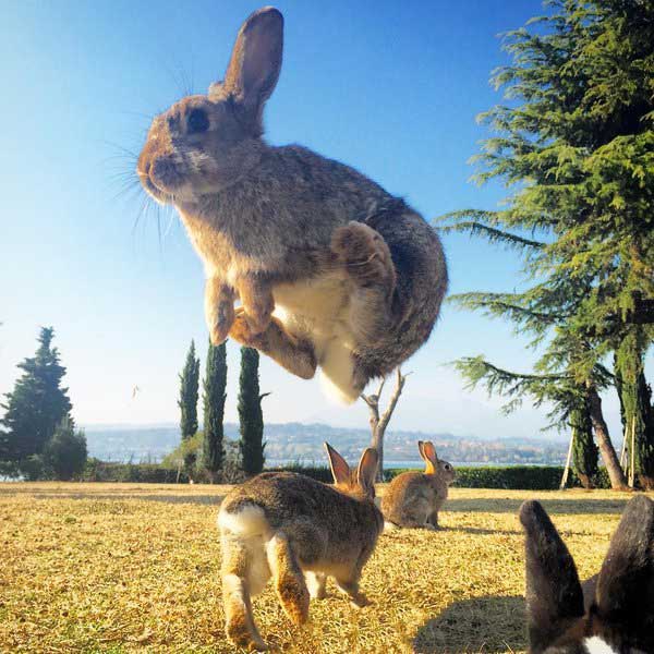 Jumping Hare