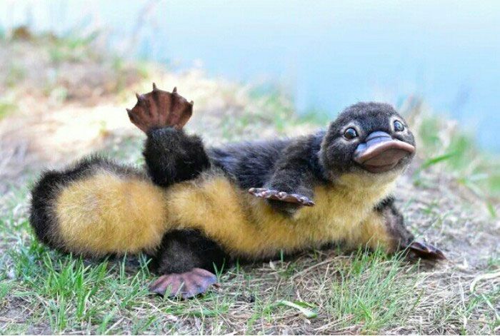 Cute Platypus