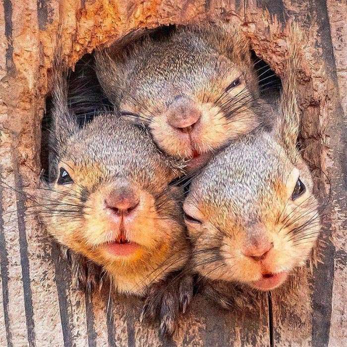 3 Squirrels
