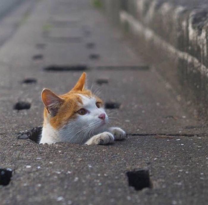 A group of stray cats turned a street with drain pipe holes into their playground