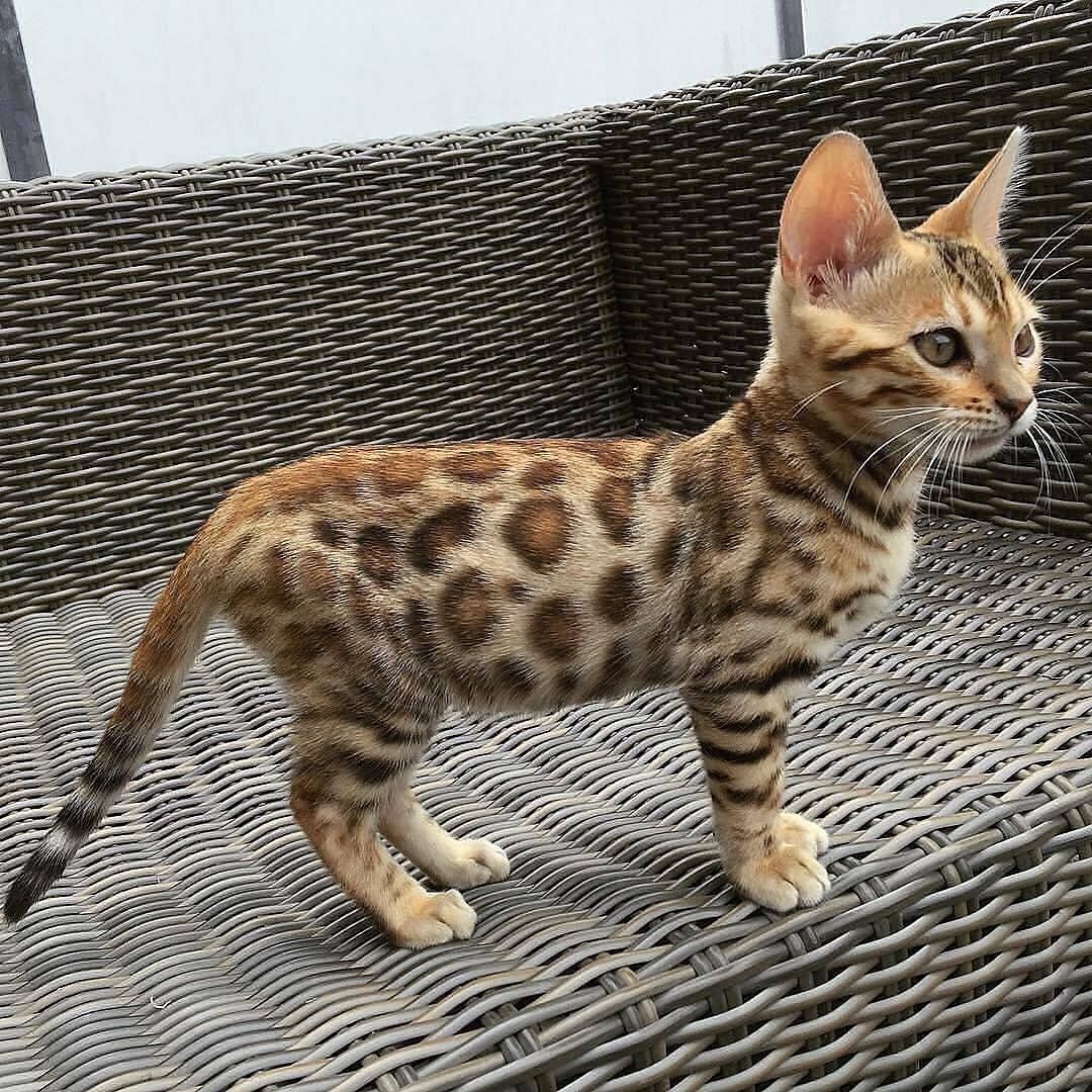 Mini tiger